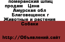 померанский шпиц, продам › Цена ­ 15 000 - Амурская обл., Благовещенск г. Животные и растения » Собаки   